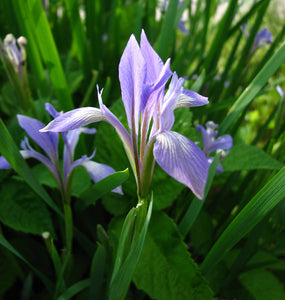 Iris Lactea
