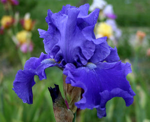 Iris Barbata Alta "Jazz Me Blue"