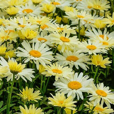 Chrysanthemum Superbum 