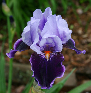 Iris Barbata Alta "Magic Man"