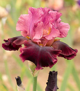 Iris Barbata Alta "Medici Prince"