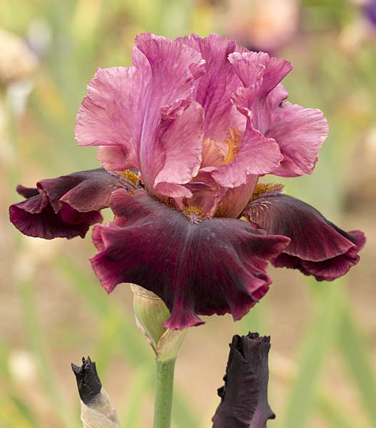 Iris Barbata Alta 