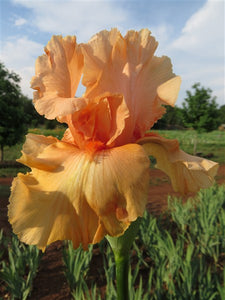 Iris Barbata Alta "Orange Blossom Special"