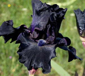 Iris Barbata Alta "Obsidian"