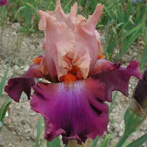 Iris Barbata Alta "Petillant"