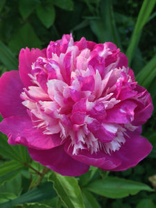 Paeonia Lactiflora "Celebrity"