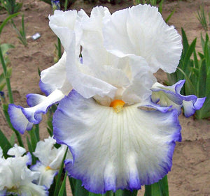 Iris Barbata Alta "Queen's Circle"