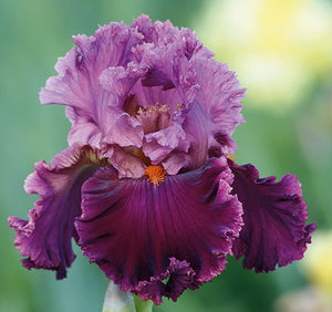 Iris Barbata Alta "Rarer Than Rubies"