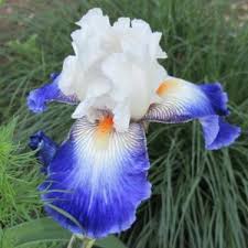 Iris Barbata Alta "Ruban Bleu"