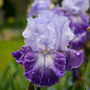Iris Barbata Alta "Splashacata"