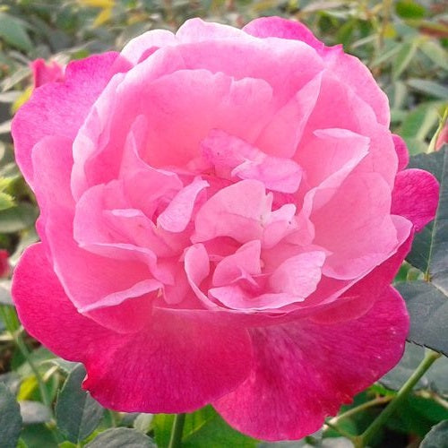 Rosa 