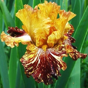 Iris Barbata Alta "Spiced Tiger"