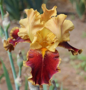 Iris Barbata Alta "Tiger Butter"