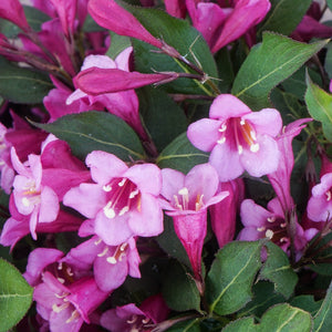 Weigela Florida "Minuet"