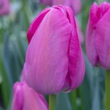 Carica l&#39;immagine nel visualizzatore di Gallery, Tulipa &quot;Purple Pride&quot; in bulbi
