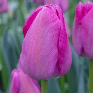 Tulipa "Purple Pride" in bulbi