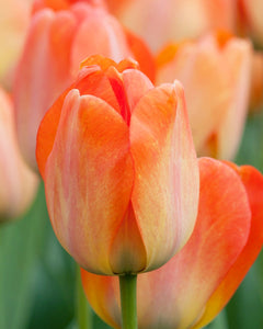 Tulipa "Daydream" in bulbi