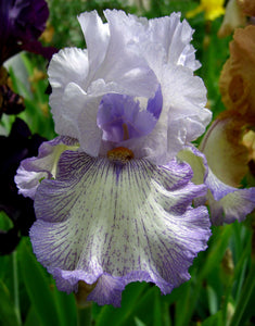 Iris Barbata Alta "Acoma" in vaso
