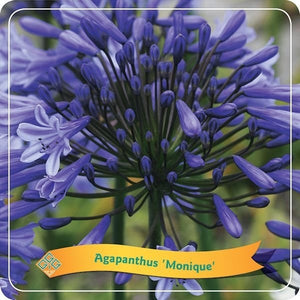 Agapanthus "Monique"