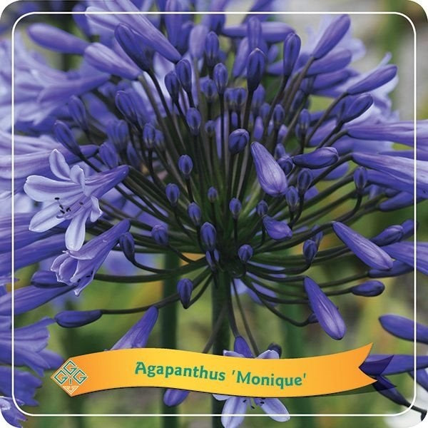 Agapanthus 