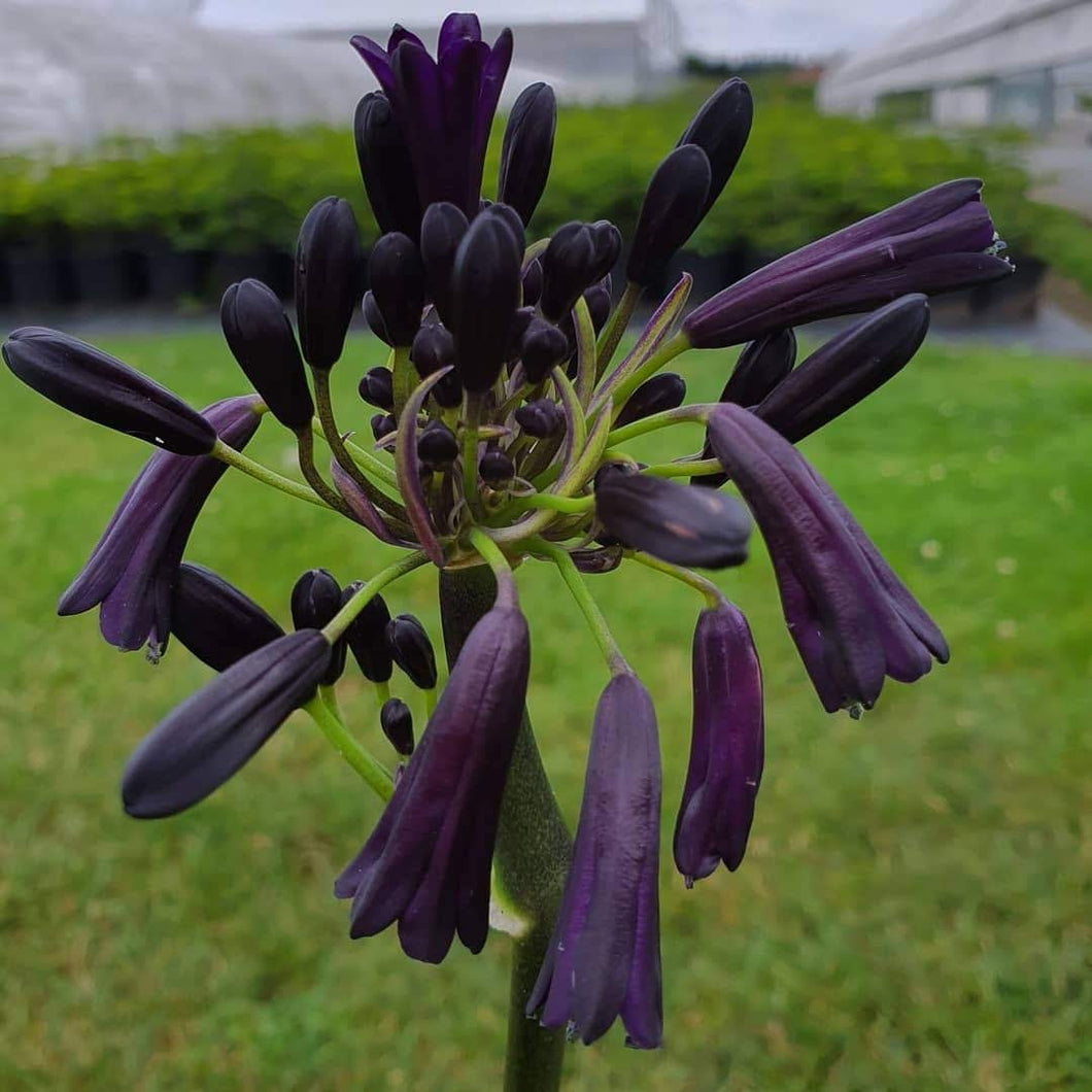 Agapanthus 