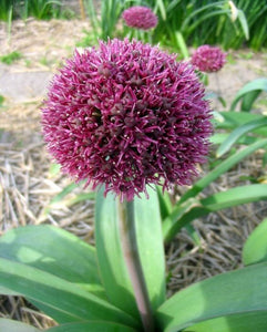 Allium  "Ostara"