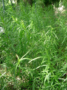 Artemisia Dracunculos (Dragoncello)
