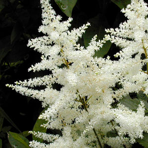 Astilbe Chinensis "Visions in White"