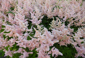 Astilbe Japonica "Europa"