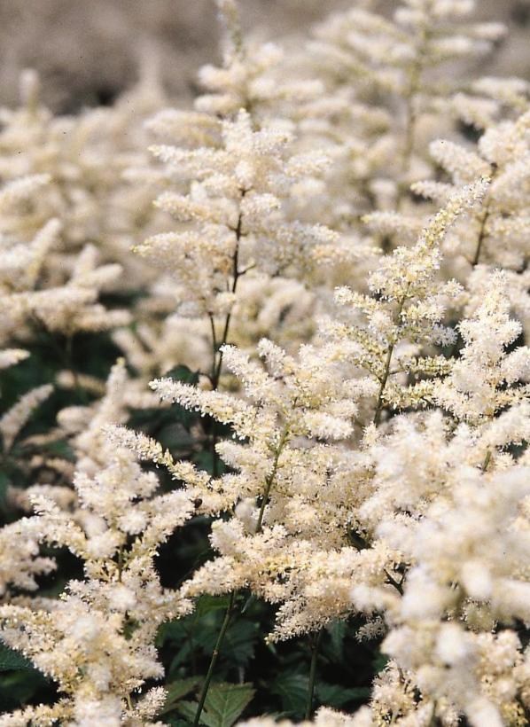Astilbe Japonica 
