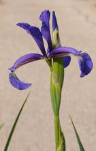 Carica l&#39;immagine nel visualizzatore di Gallery, Iris Spuria in colore casuale
