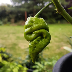 Peperoncino "Big Mustard Mama"