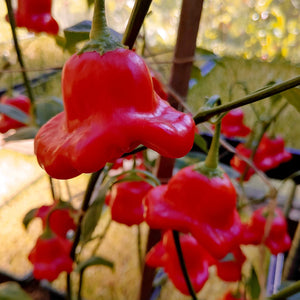 Peperoncino "Bishop Crown"