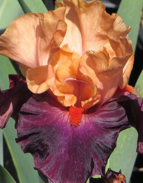 Iris Barbata Alta 