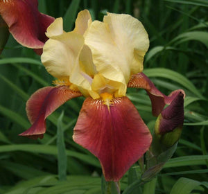Iris Barbata Alta "Broadway Star"