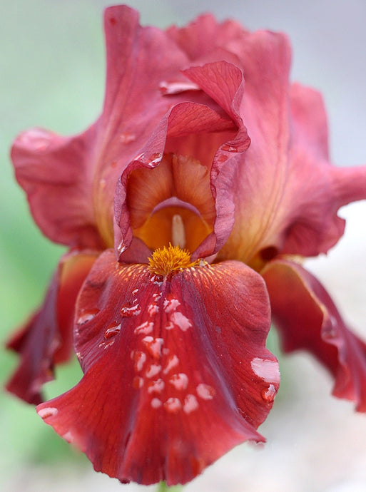 Iris Barbata Alta 