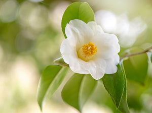 Camellia Sinensis (Pianta del The)