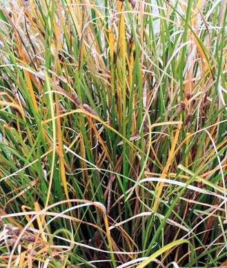 Carex Solandri
