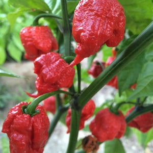 Peperoncino "Carolina Reaper"