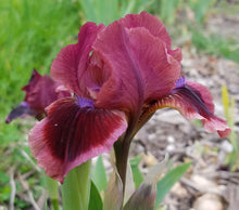 Carica l&#39;immagine nel visualizzatore di Gallery, Iris Barbata Nana &quot;Cat&#39;s Eye&quot;
