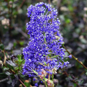 Ceanothus Arboreus "Blue Saphhire"