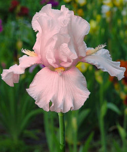 Iris Barbata Alta "Cherished"