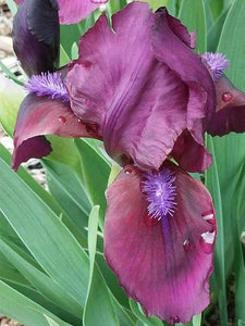 Iris Barbata Nana "Cherry Garden"