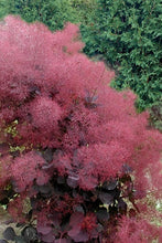 Carica l&#39;immagine nel visualizzatore di Gallery, Cotinus Coggygria &quot;Royal Purple&quot;
