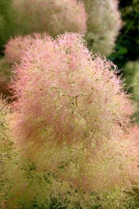 Cotinus Coggygria "Young Lady"