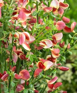 Cytisus Scoparius "Maria Burkwood"