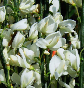 Cytisus Preacox "Albus"