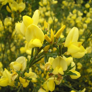 Cytisus Preacox "Allgold"