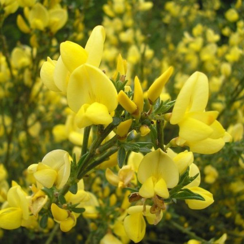 Cytisus Preacox 