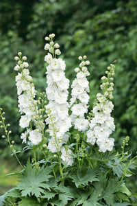 Delphinium Hybridum "White"